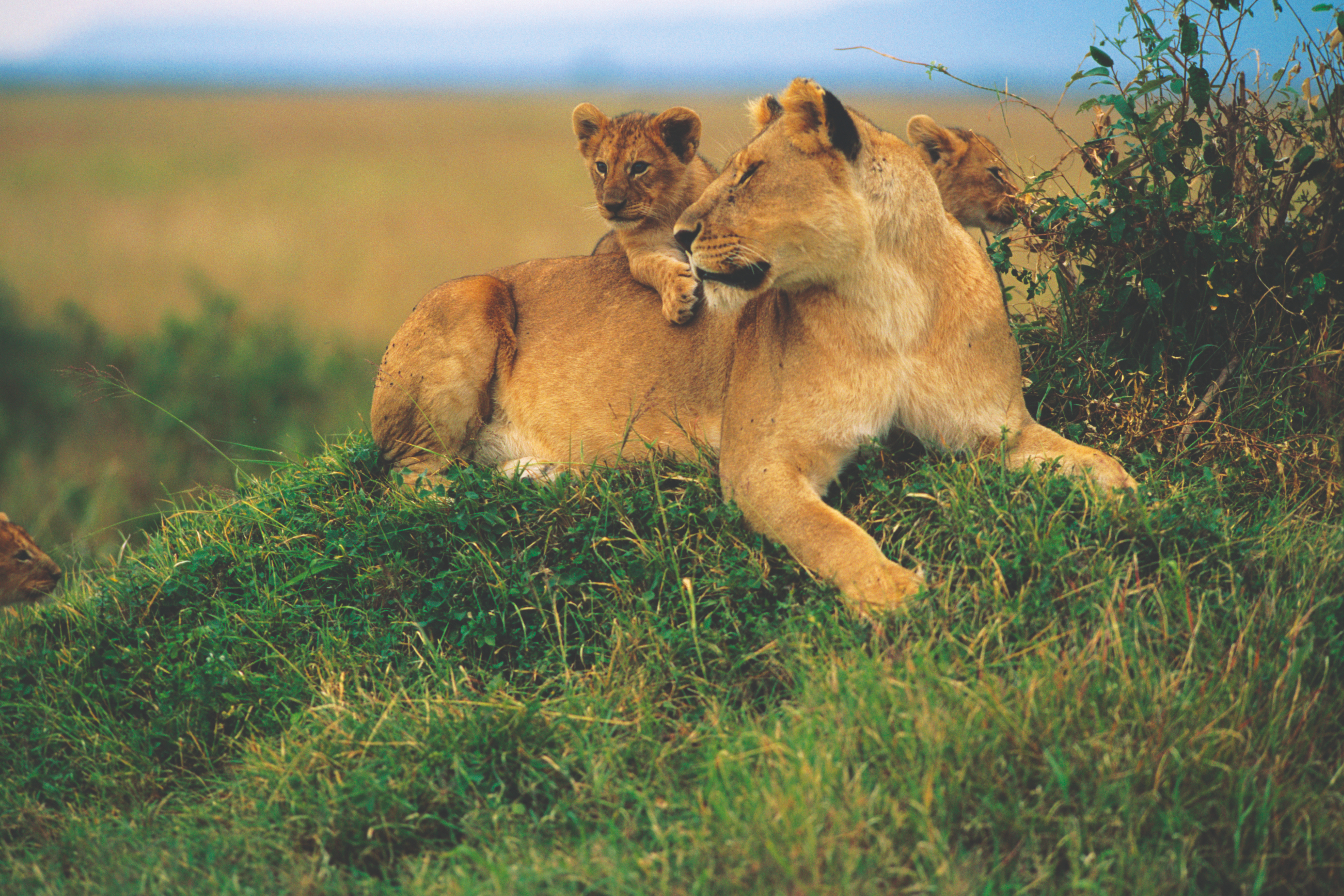 Respect Is A Given.png